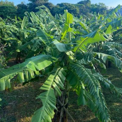 ふるさと納税 宜野座村 【2026年6月から順次発送】有機JAS認証を取得したアップルバナナ 2kg(14〜16本) |  | 03