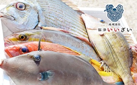 【年12回毎月】福津の旬の魚介類こだわり定期便【随時開始】[D6470a]