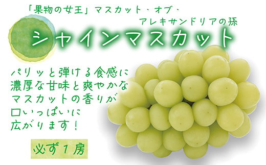 【2026年先行受付】岡山　花笑み農園の『食べ比べ4種』シャイン入り　贈答用　2kg(4房)4M-2【配送不可地域：離島】