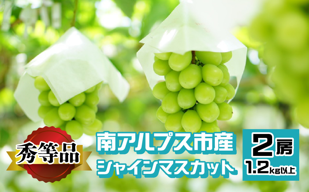 
            ＜2026年発送先行予約＞南アルプス市産 シャインマスカット 秀等品 1.2kg以上　（2房） ALPEV002　山梨 山梨県 ぶどう 葡萄 ブドウ マスカット 種なし フルーツ くだもの 果物 高級 新鮮 産地直送 贈答 ギフト 家庭用 2026年  秀等品 南アルプス市
          
