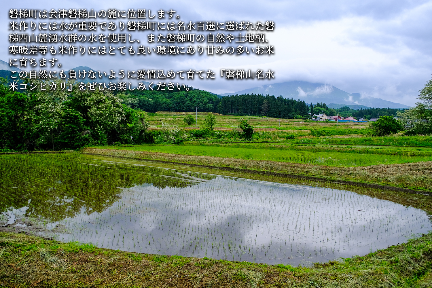 【予約】【令和7年産米・新米】コシヒカリ10kg　磐梯山名水米　11月上旬頃より発送予定