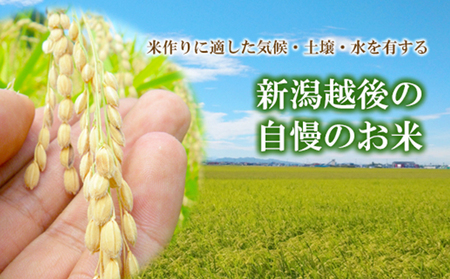 令和7年度産 新潟県認証特別栽培米 コシヒカリ10kg お米 白米 ライス 精米 ご飯 新潟県産 新潟市産 おにぎり お弁当 和食 ブランド米 お米の王様 もっちり 粘り 強い 甘み 旨み 