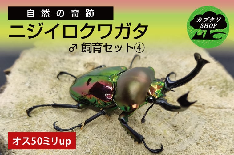 
            ニジイロクワガタ オス飼育セット④【クワガタ クワガタムシ  昆虫 虫 国産 飼育 セット 夏休み 自由研究 鹿嶋市 茨城県】（KBY-12）
          