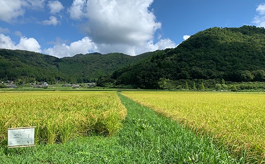 【令和7年産 2025年9月以降順次発送】お米のおいしさ伝えたい！特別栽培米コシヒカリ5kg×1