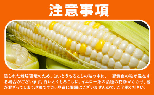 とうもろこし 恵味 白いとうもろこし 約4kg 10本入り 朝採れ クール便 野木町産 矢畑むらづくり組合 《2026年6月下旬-7月下旬頃出荷》栃木県 野木町 トウモロコシ 野菜