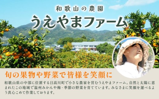 小玉 宮川早生みかん 訳あり 約10kg (サイズおまかせ) うえやまファーム《2026年11月下旬-2027年1月上旬頃出荷》 和歌山県 日高川町 旬 新鮮 果物 柑橘 フルーツ 国産 送料無料 ミ
