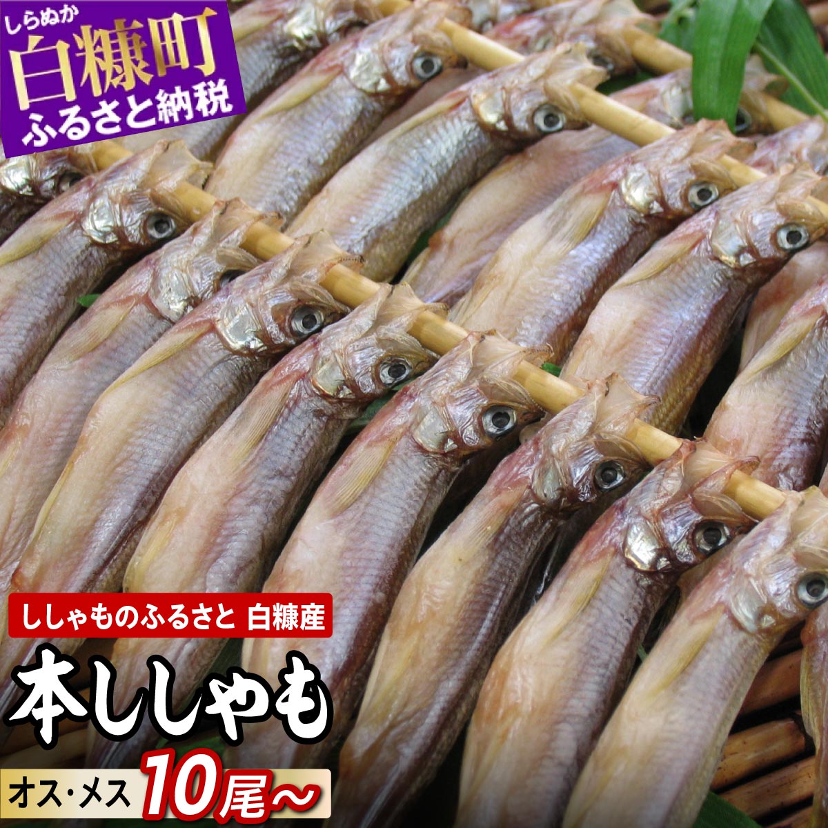 しらぬか産 本ししゃも 【数量限定】【計10尾～60尾】 メスはプチプチ オスは濃厚 とっても美味しい! ふるさと納税 ししゃも 北海道産 国産 魚 魚介 グルメ 食べ物 人気 ランキング 北海道 白糠町