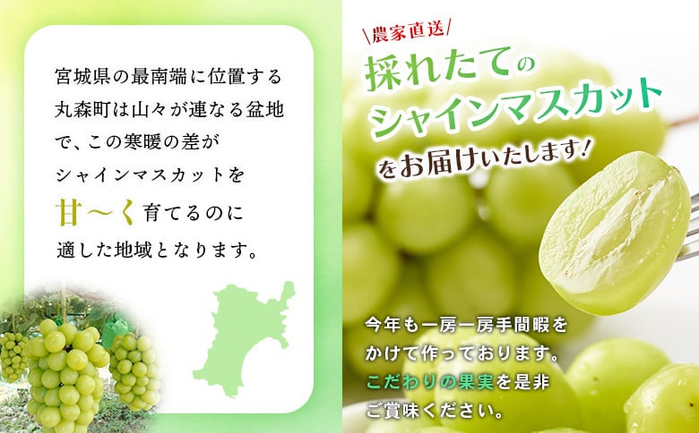【2025年先行予約】《2025年10月上旬～11月下旬出荷》 宮城県丸森町産 シャインマスカット　1房(1房 600g以上)