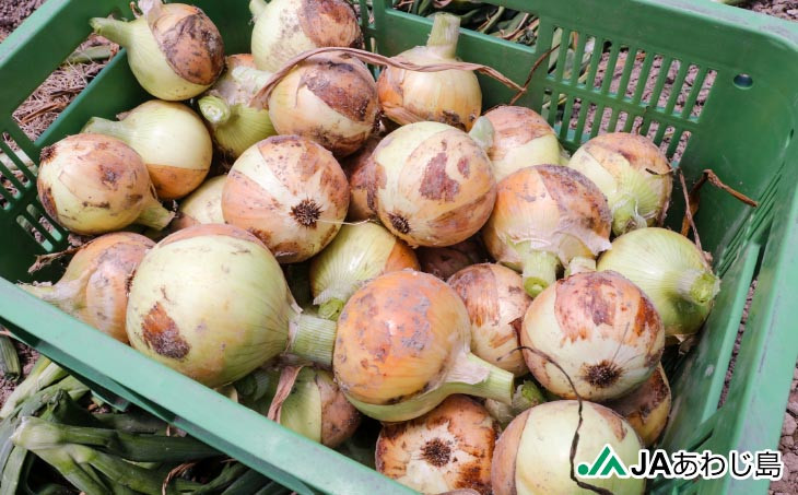 ＪＡあわじ島のほんまもんたまねぎ