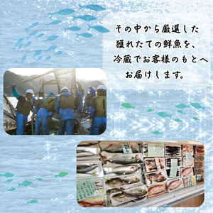 鮮魚セット 約4～5kg 当日水揚げ 阿武町産