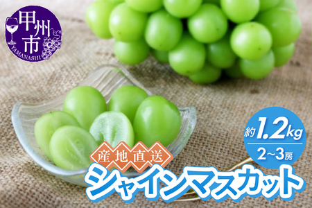 産地直送やみつきシャインマスカット 約1.2kg（2～3房）【2026年発送】（RC）B12-435 シャインマスカット フルーツ