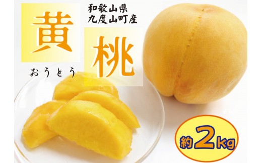 
            和歌山の黄桃(黄貴妃) 約2kg 【濃厚】 先行予約【9月上旬～中旬発送】
          