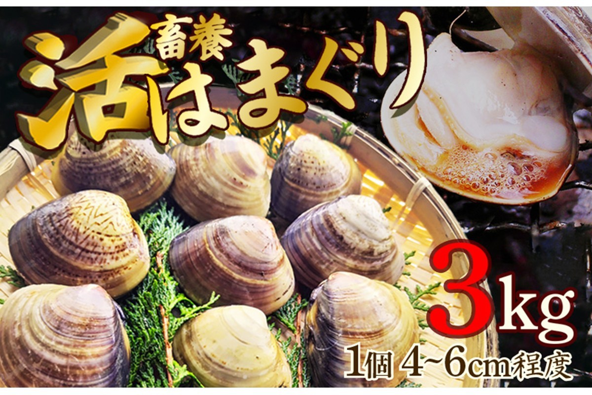 
            畜養活はまぐり 3kg　MN00056
          