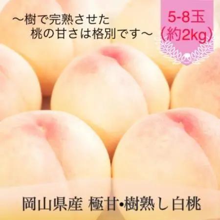 岡山県産 極甘・樹熟し白桃 5-8玉(約2kg)【配送不可地域：離島】【1740177】
