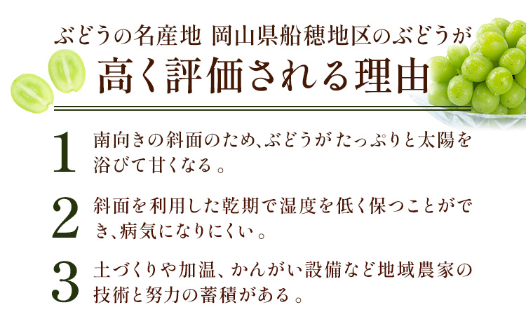 ぶどう  【2026年発送先行予約】プレミアム シャインマスカット 船穂 赤秀品 晴王 約750g《2026年9月中旬-10月中旬頃出荷》晴レ乃青果　(岡山中央卸売市場店(富士紙工 有限会社)) マス