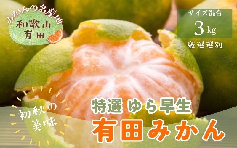 
                  【先行予約】【2026年10月発送】特選　ゆら早生有田みかん　約3kg+200g(傷み補償分) ※2026年10月中旬～11月上旬頃に順次発送予定  ※北海道・沖縄・離島配送不可 / みかん ミカン 果物 フルーツ 柑橘 和歌山 有田みかん 由良 ゆら早生 【ard050C】
                