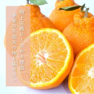 先行予約!【贈答用化粧箱入】 不知火 樹上完熟 約2kg (5～8個入)【1616372】