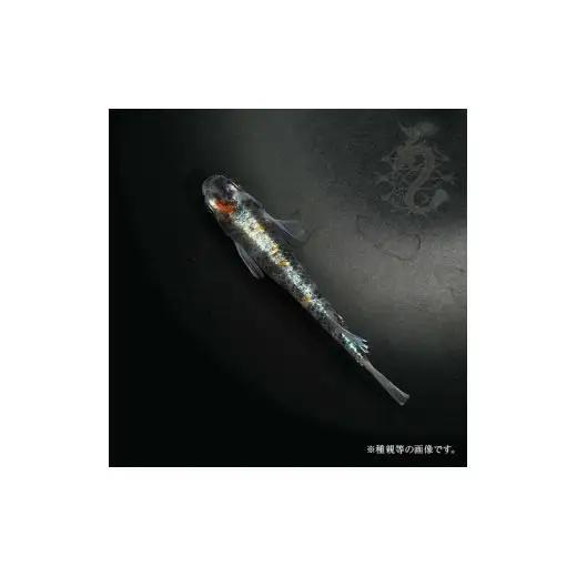 メダカ「朱光菊（Aクラス）」3ペア