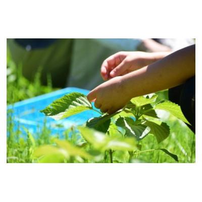 ふるさと納税 恵那市 岐阜県産えごま100%使用　生えごま油(45g×7本、110g×3本) |  | 02