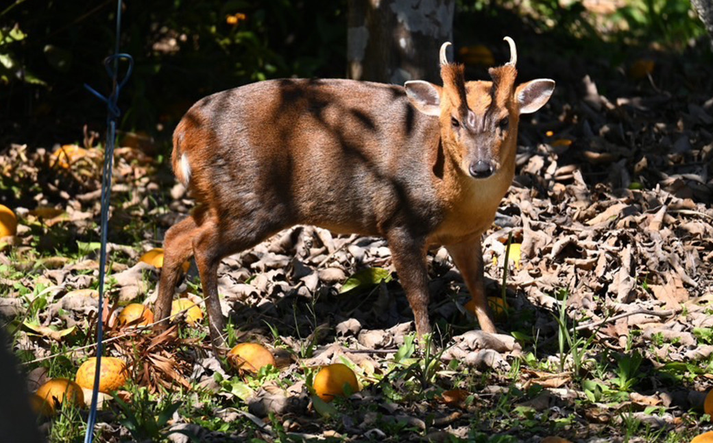 キョン（特定外来生物）が農作物に被害を与えるなどの問題が報告されています