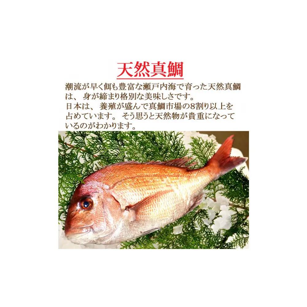 【お歳暮】【下処理なし】活き締め真鯛1尾（約1kg）タイ たい 刺身 鍋