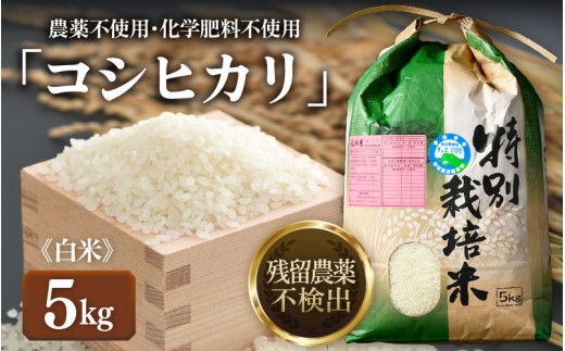 【先行予約】【令和8年産 新米】コシヒカリ 精米 5kg 特別栽培米 農薬不使用 化学肥料不使用 ／ 残留農薬ゼロ 高品質 鮮度抜群 福井県産 ブランド米 白米 ※2026年9月下旬より順次発送予定 