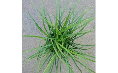 緑の力で地球を元気に!＜リュウノヒゲ＞9cmポット 28本セット 竜の髭(ジャノヒゲ)