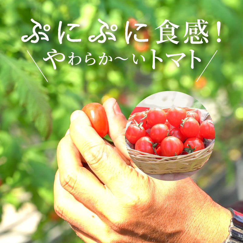 予約受付 個数限定 新食感 トマト さくらんぼトマト ミニトマト ぷちぷよ 約1kg 定期便 6回 野菜ソムリエサミット 金賞 受賞 産地直送 野菜 フルーツ サラダ 濃厚 ツヤツヤ ぷにぷに やわら