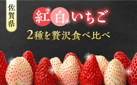 【2026年発送分 先行予約】【全3回定期便】いちごさん・パールホワイト各220g 詰め合わせ / フルーツ / 佐賀県 / かわさきいちご [41ASBJ008]