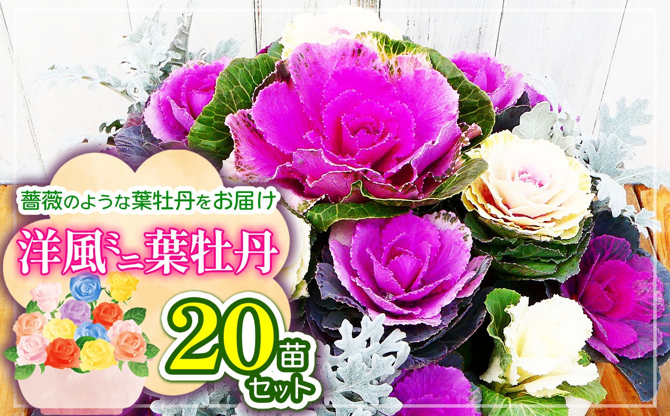 
            洋風ミニ葉牡丹セット◆葉牡丹の産地より薔薇のような葉牡丹をお届け◆20苗 | 葉牡丹 ミニ セット 花 兵庫県 上郡町
          