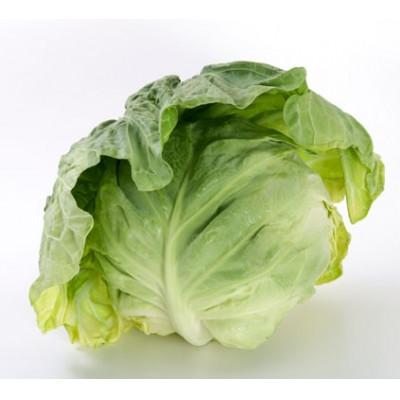 ふるさと納税 豊橋市 豊橋産　春キャベツ5kg(3〜4玉)