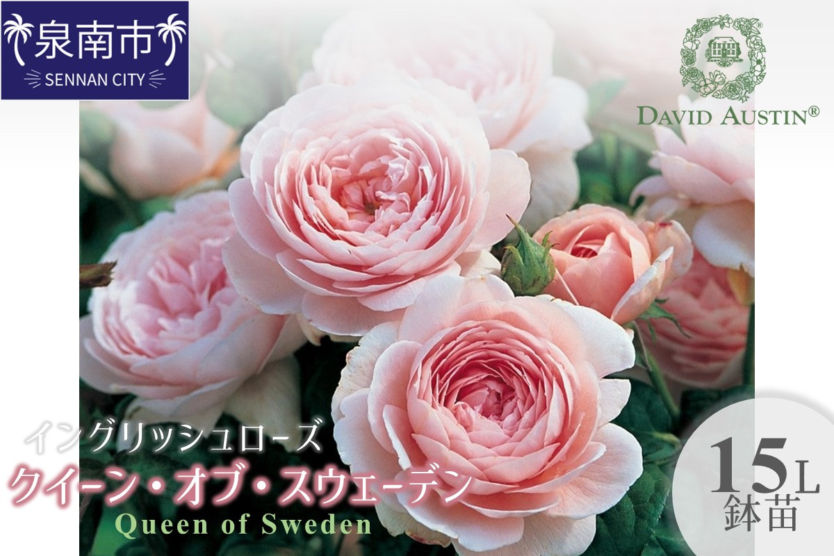
                  【イングリッシュローズ】デビッド・オースチン クィーン・オブ・スウェーデン 15L鉢苗【025D-008】
                