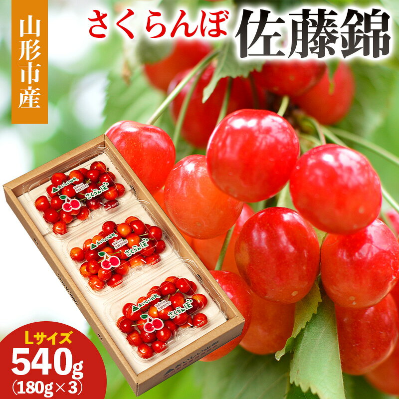 【ふるさと納税】山形市産 さくらんぼ(佐藤錦)L 540g(180g×3) 【令和9年産先行予約】FS26-656 くだもの 果物 フルーツ 山形 山形県 山形市 お取り寄せ 人気 2027年産