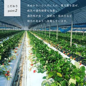 玉名産イチゴ ゆうべに 約1000g （ 250g × 4パック ）