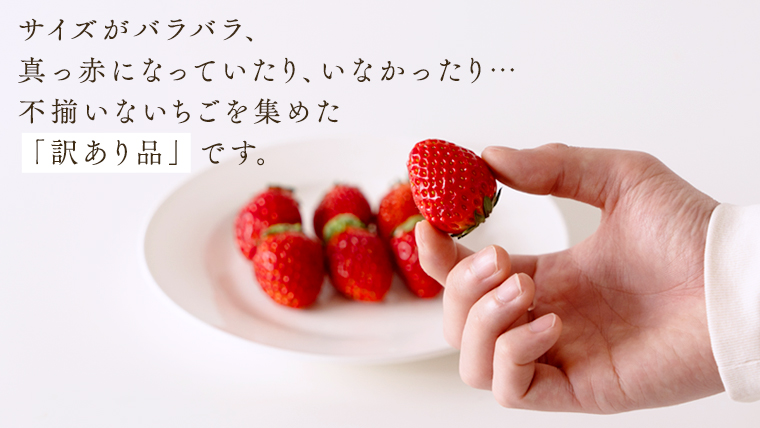 （訳あり）いちご 2kg（500g×4パック）【1月から発送開始】（茨城県共通返礼品 [いちご]：城里町） 果物 フルーツ 苺 イチゴ 不揃い わけあり 先行予約 家庭用 アレンジ お菓子作り スイーツ [BI369-NT]