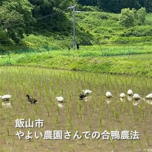 酔田鴨　純米吟醸　720ml×1本【1678434】