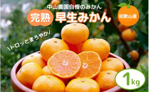 完熟早生みかん　宮川早生１kg※2025年12月から順次発送予定※【期間限定・12/20まで受付】 / 和歌山県 ミカン フルーツ 果物 柑橘 田辺市 【nak004】