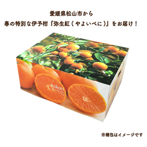 【先行予約】 完熟いよかん 【弥生紅】 (秀品・ギフトBOX入) 約2kg | みかんみかんみかんみかんみかん 【KK323】