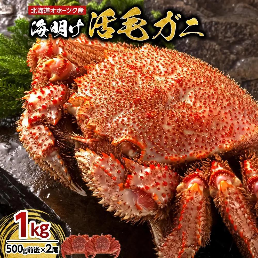 【2027年先行予約／着日指定可】北海道オホーツク産海明け活毛ガニ　ボイル未冷凍配送(チルド 冷蔵配送)　500g前後　2尾 | 毛ガニ_03500