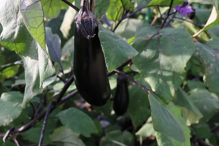 【先行受付：2026年発送】【8月発送】信州松本産・旬の野菜 おまかせセット（約10～12品） │野菜 やさい 旬 旬の野菜 新鮮 自然 セット 野菜セット 美味しい 長野県 信州 松本 ふるさと納税