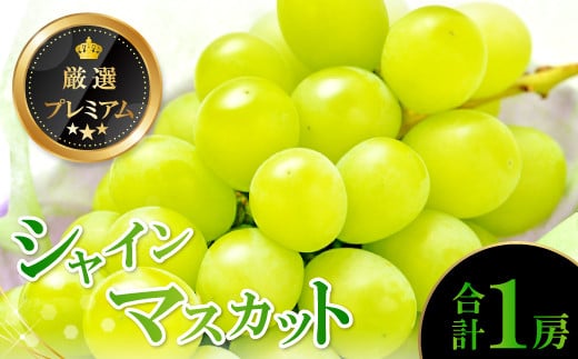 【先行予約】厳選プレミアム シャインマスカット 1房【先行予約 早期予約 ぶどう 葡萄 ブドウ シャインマスカット しゃいんますかっと マスカット 1房 種なし たねなし 冷蔵 期間限定 季節限定 果物 フルーツ くだもの】