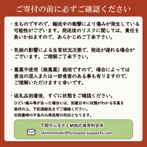 むらさき大根 2kg セット 野菜 大根 惣菜 煮物 サラダ 産地直送 下関 山口 FW015