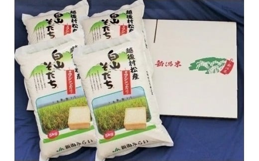 【令和6年産新米先行予約】 五泉産コシヒカリ 「白山そだち」精米 20kg (5kg×4袋)　新潟県 五泉市 新潟かがやき農業協同組合