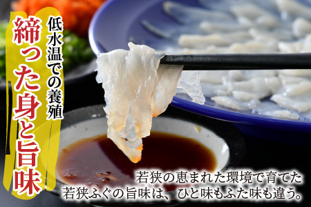 【TVで紹介されました】【2025年10月17日より順次発送】【冷蔵】若狭ふぐ刺しセット 2人前｜旅サラダ ふぐ フグ 若狭ふぐ 刺身 てっさ ふぐ皮 ひれ酒 新鮮 豪華 贅沢 冷蔵 薬味 ふぐ刺し 