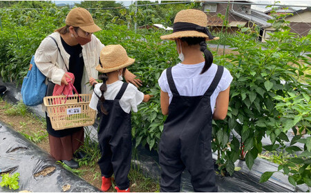 V18-1 はたけの大吉 ピザ作り+アグリ体験チケット 1名様