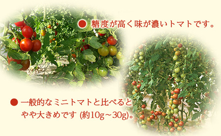 2026年 北海道仁木町産 ミニトマト エコスイート 1.2kg×6箱