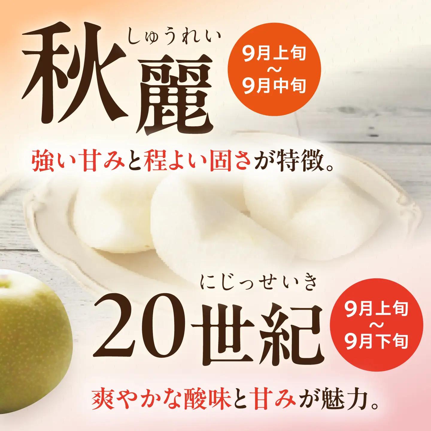 【3回定期便】 朝採り旬の梨 食べ比べ 約5kg/1回 梨定期便 フルーツ定期便 梨 ナシ なし フルーツ 果物 果物定期便 / 大村市 / 産直松吉 [ACZC010]
