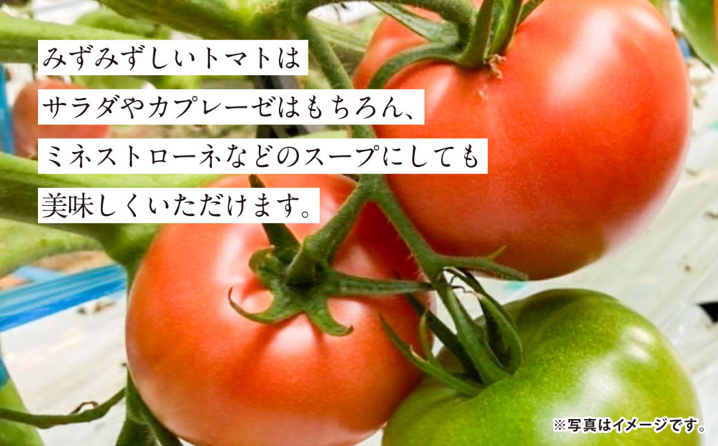 【5か月連続定期便】『まるで太陽の恵みをそのまま閉じ込めたような真っ赤な大玉トマト』約4kg×5回 計17.5㎏