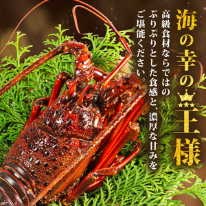 【年内配送・ダンボール入】 訳あり 伊勢海老 500g × 1尾 冷凍 伊勢海老 イセエビ イセ海老