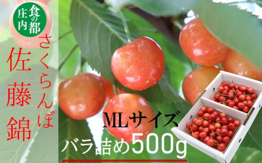 ★先行予約★食の都庄内　【令和7年産】庄内産さくらんぼ「佐藤錦」500gバラ詰め（MLサイズ）※令和7年6月中旬～下旬頃発送予定